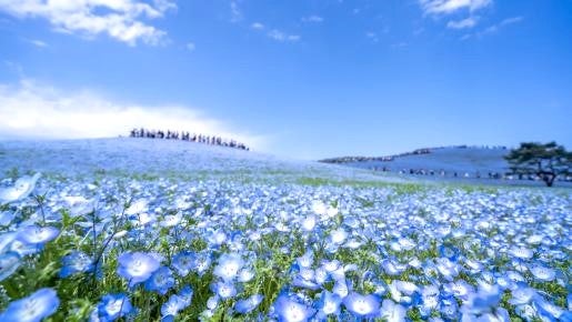 <Web割対象商品>【キングツアーバス旅】1日でめぐる♪青の絶景ひたち海浜公園ネモフィラと奇蹟の大藤あしかがフラワーパーク〔調布発〕1